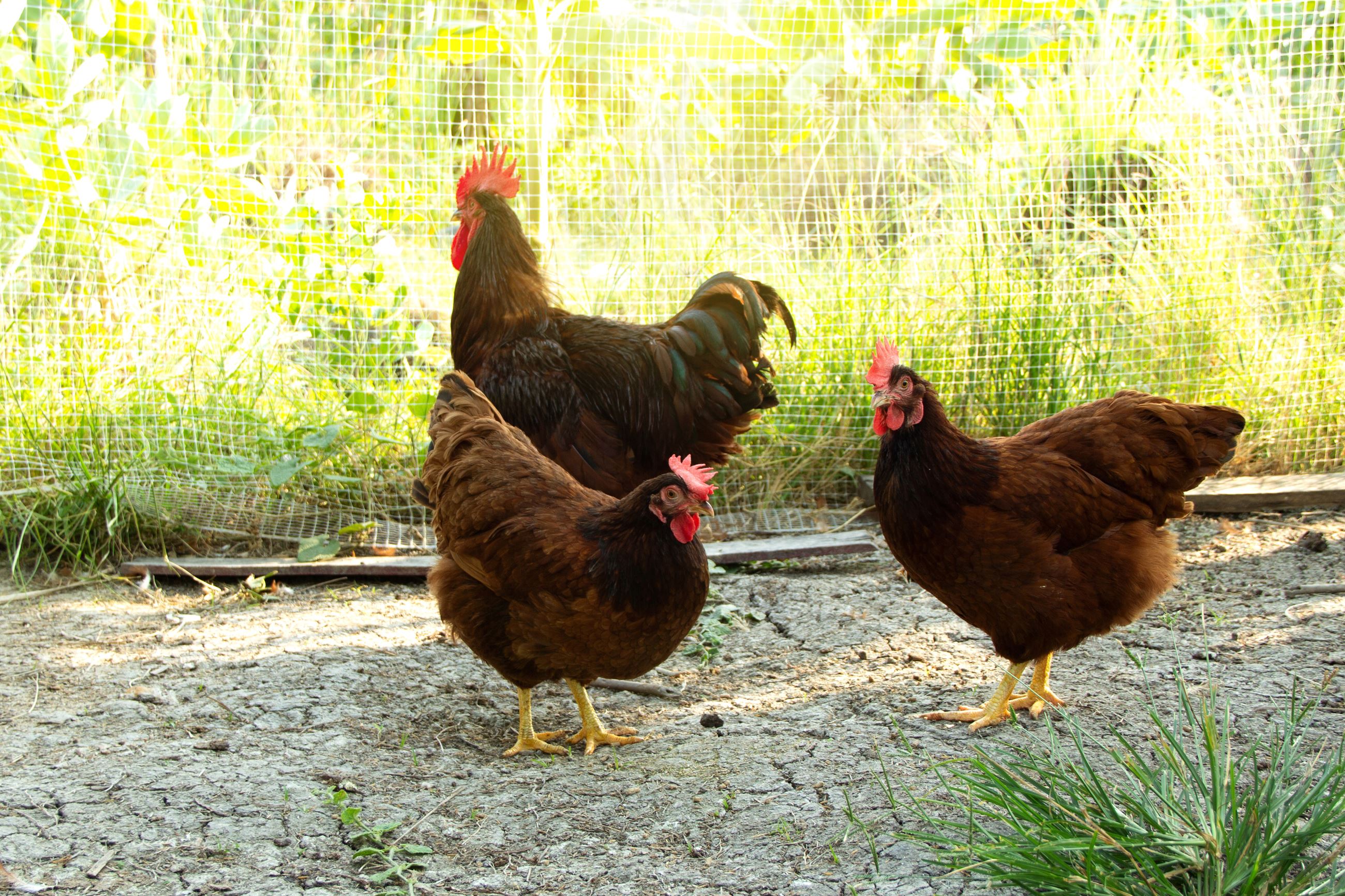 three chickens pecking in green grass